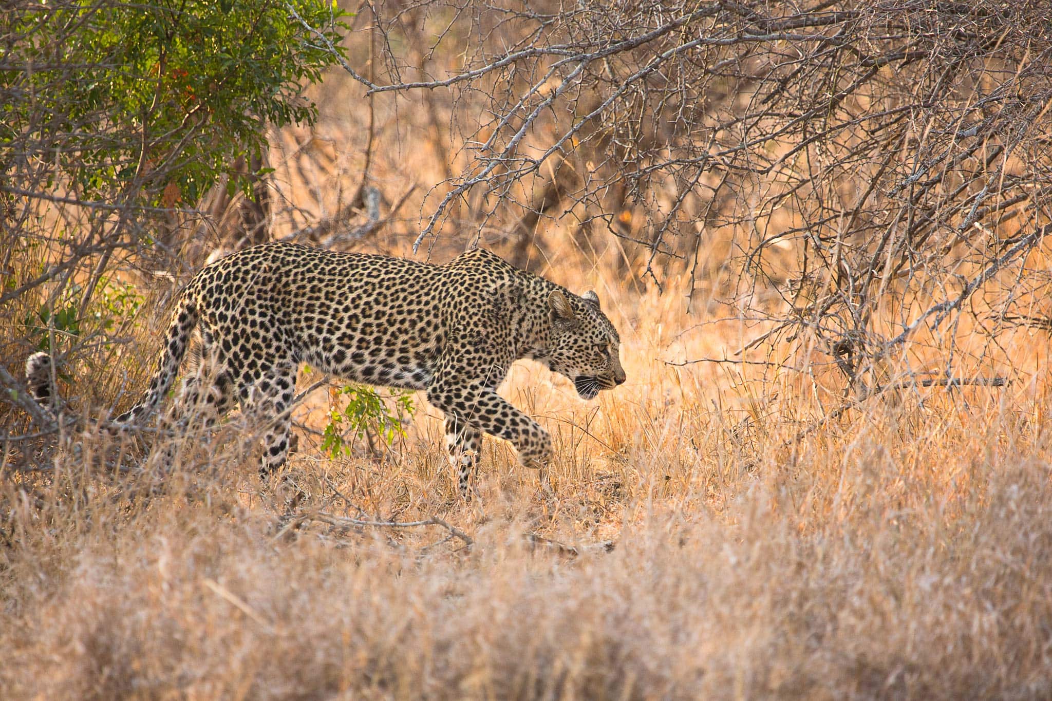 Singita Boulders Images 2