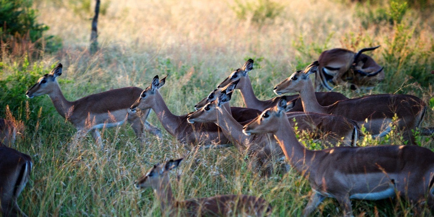 Singita Ebony Lodge Images 19