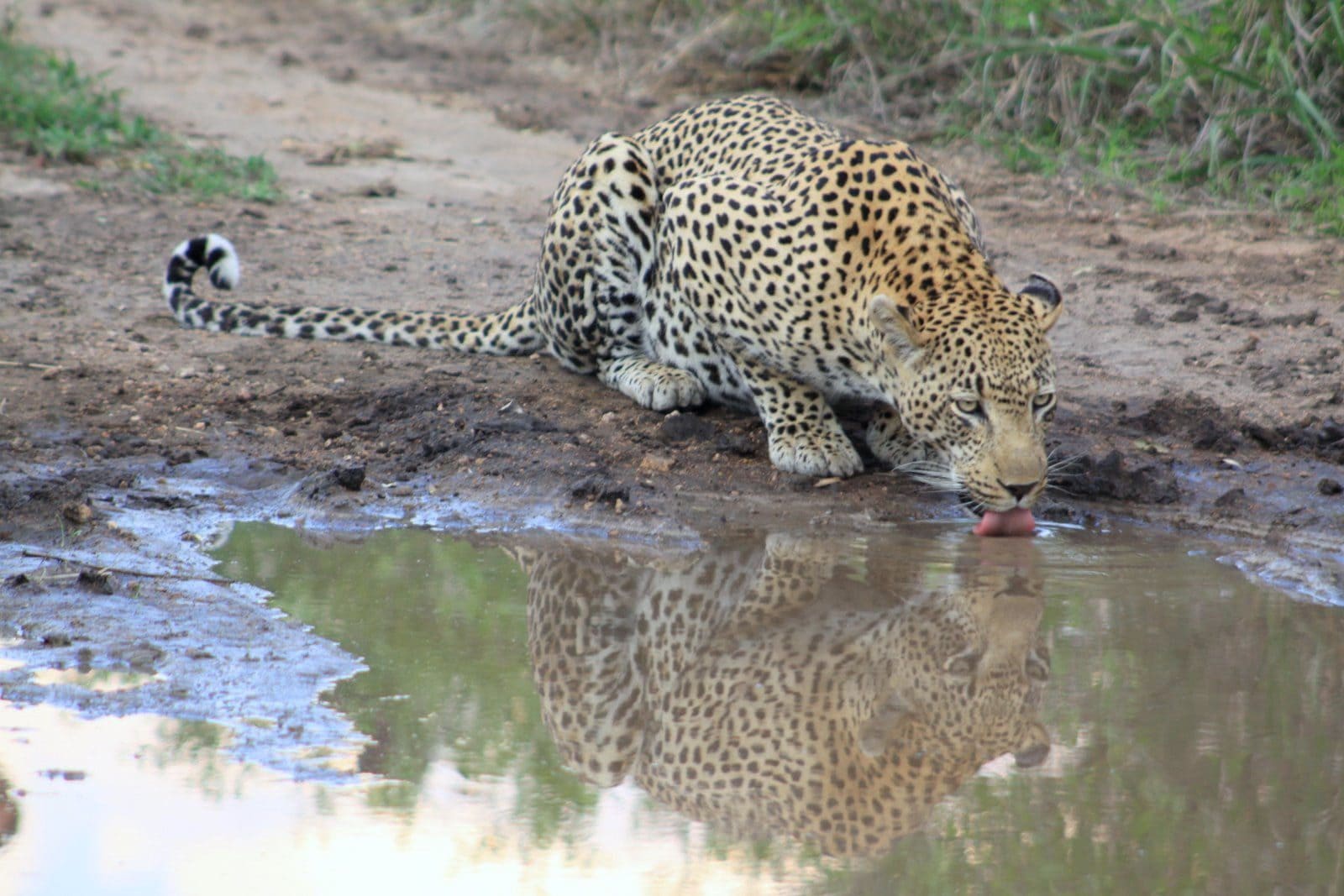 Umkumbe Safari Lodge 21