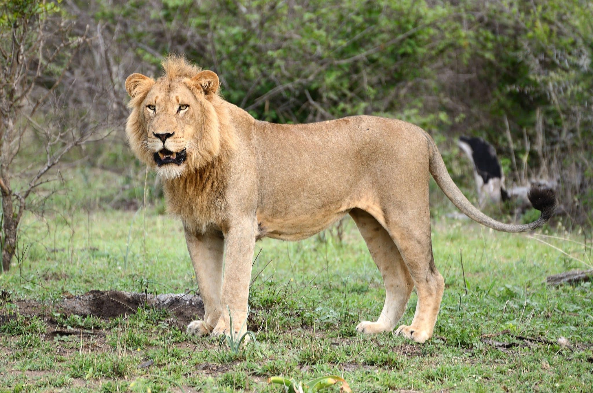 Umkumbe Safari Lodge 8