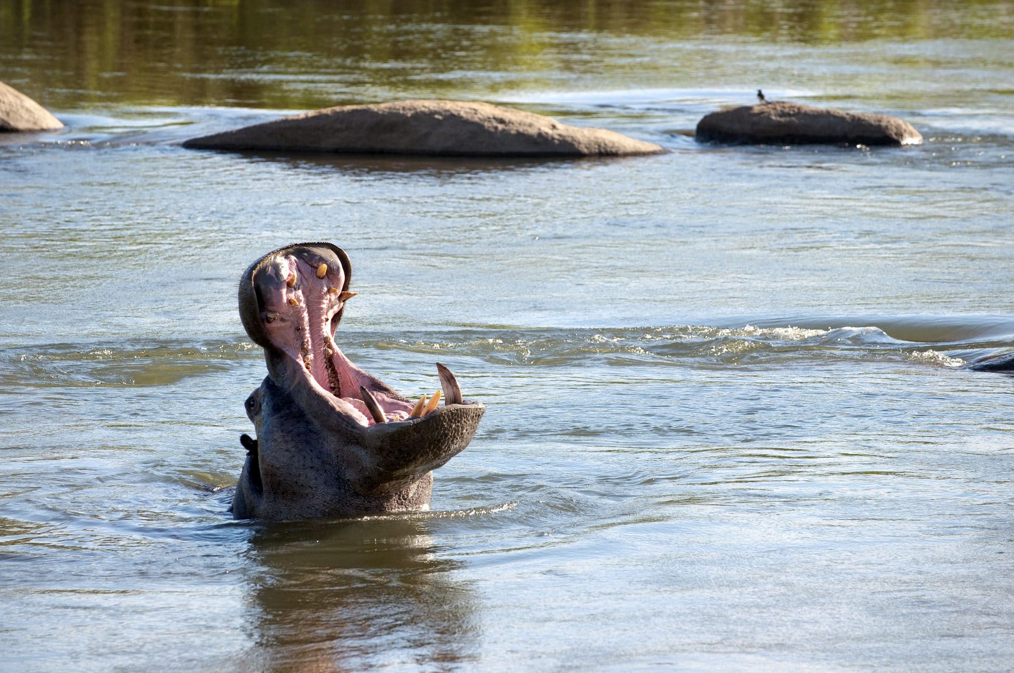 Ivory Lodge Lion Sands Images 1