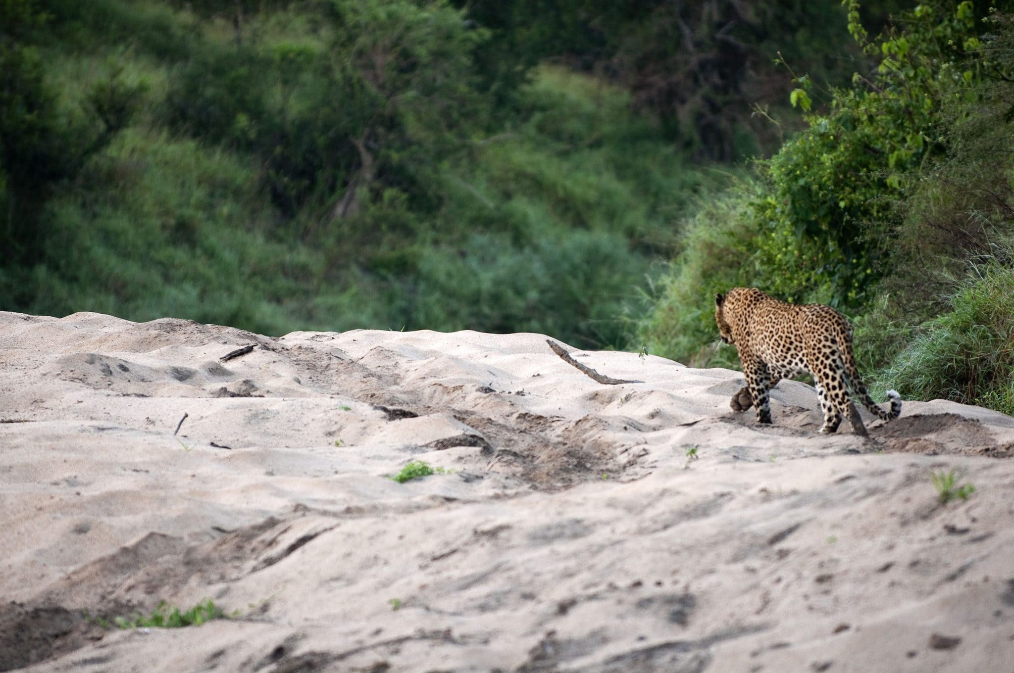 Ivory Lodge Lion Sands Images 8