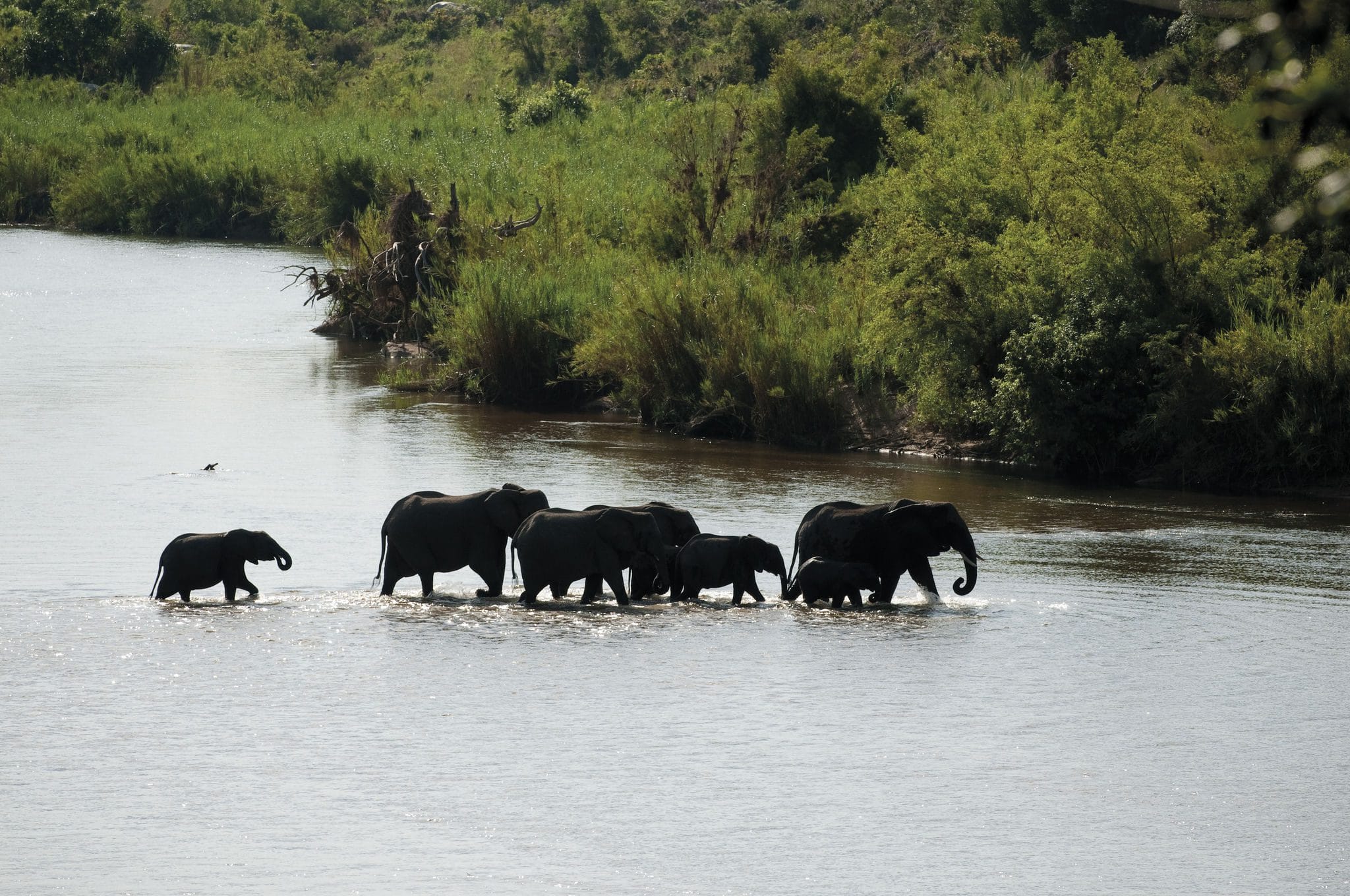 Lion Sands Tinga Lodge Images 2