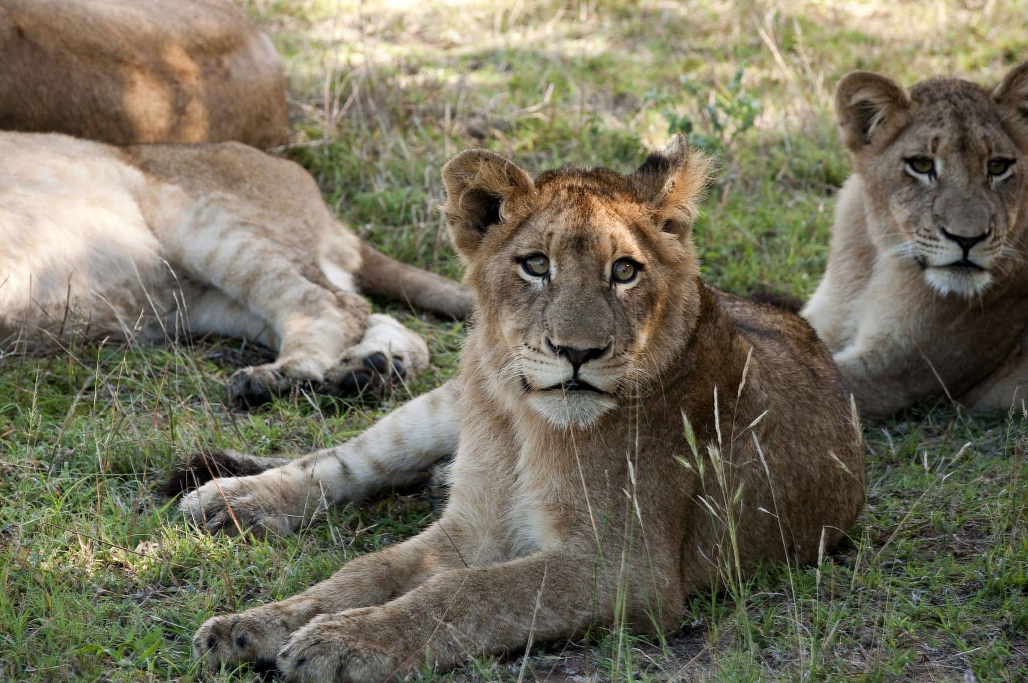Narina Lodge Lion Sands Images 26