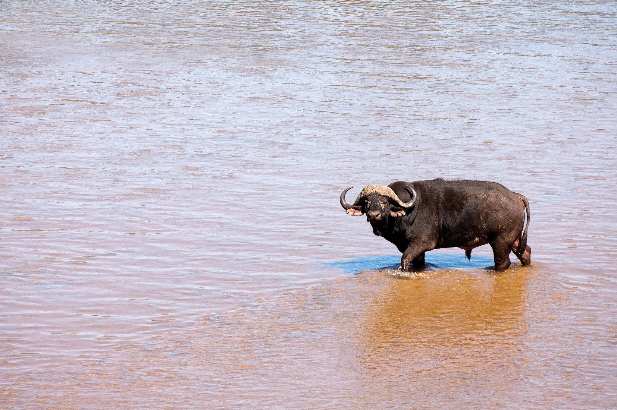 River Lodge Lion Sands Images 7