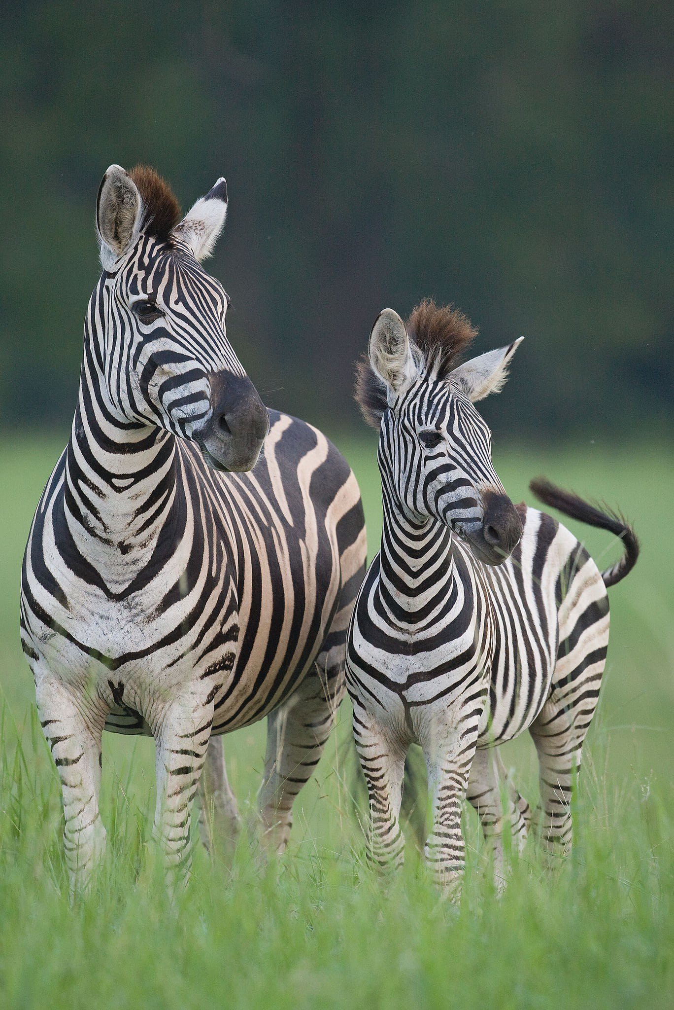 Sabi Sabi Little Bush 12