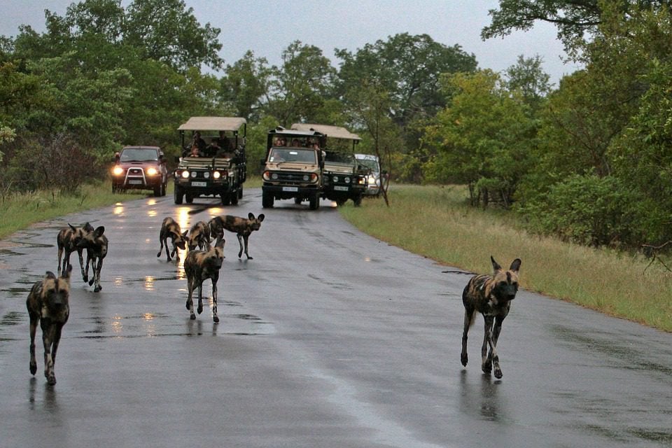 wild dogs kruger park