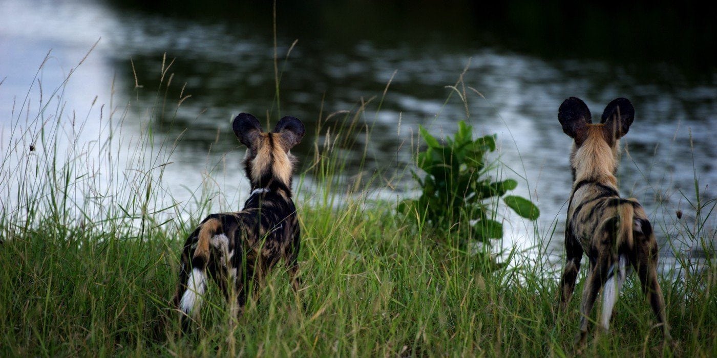 Singita Ebony Lodge Images 20