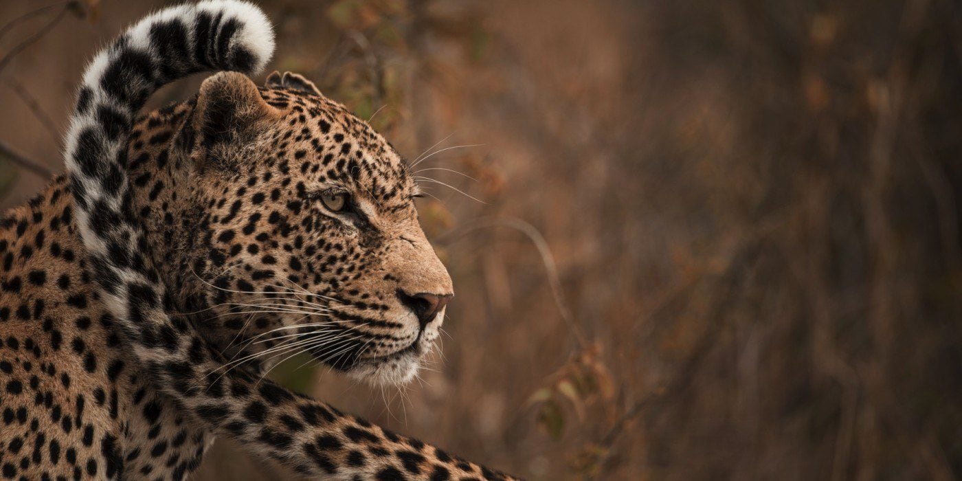 Singita Ebony Lodge Images 21