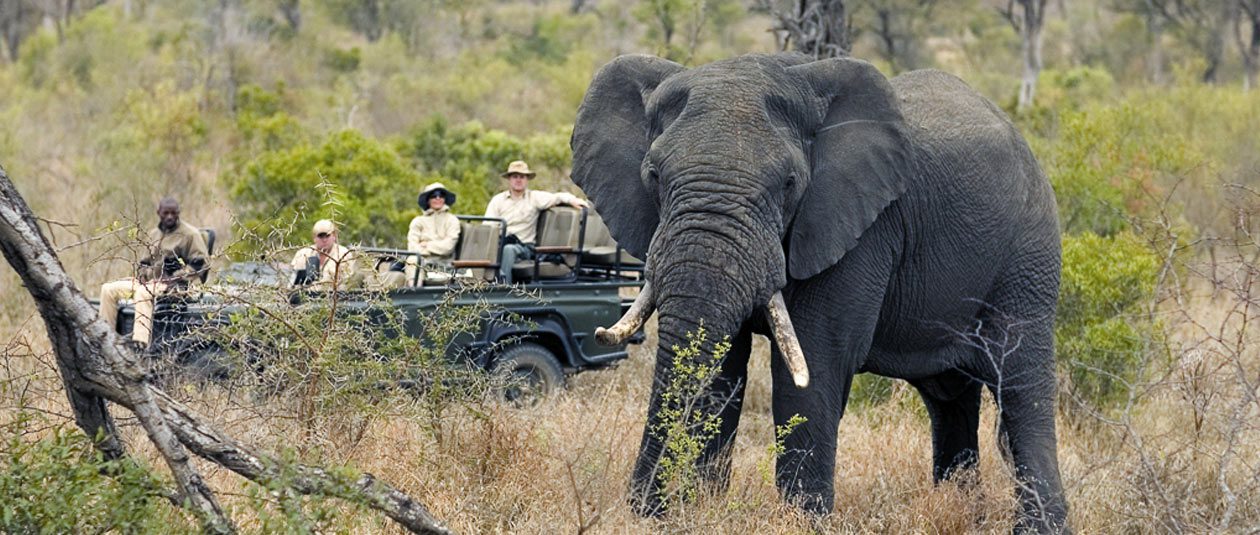 sabi sands singita wildlife kruger national park