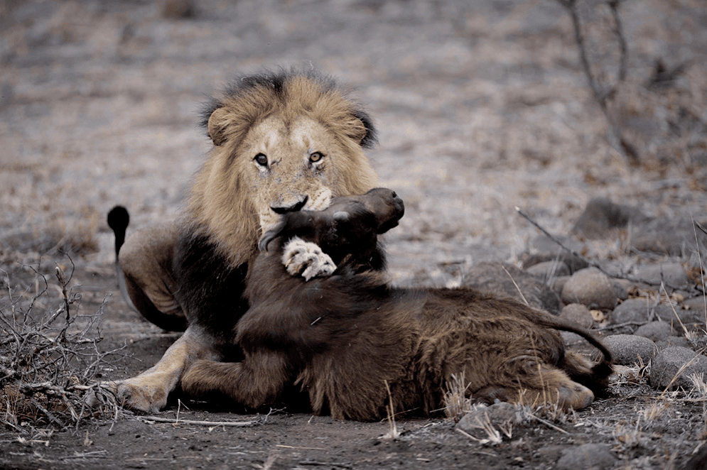 singita ebony sabi sands wildlife