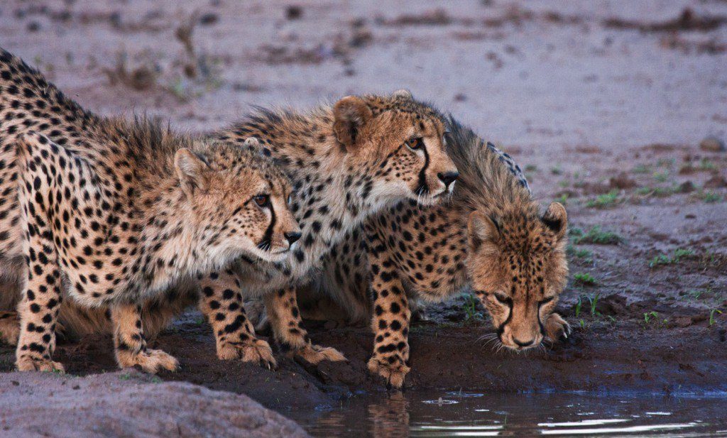 singita sabi sands kruger national park wildlife