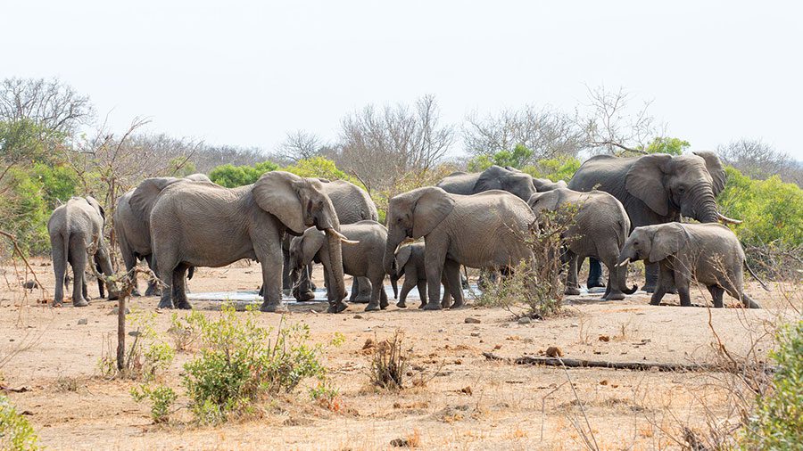 kruger national park elephants waterhole