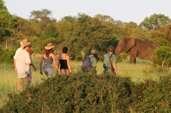 kruger national park walking safari