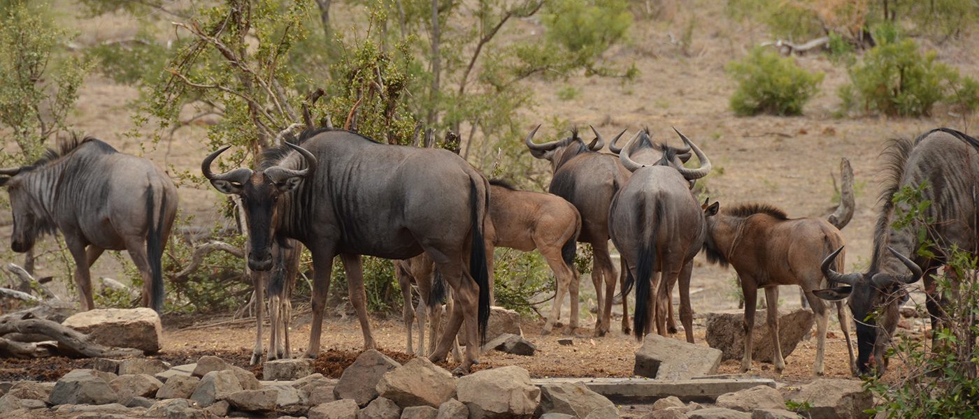 Hoyo Hoyo Safari Lodge Kruger Park2