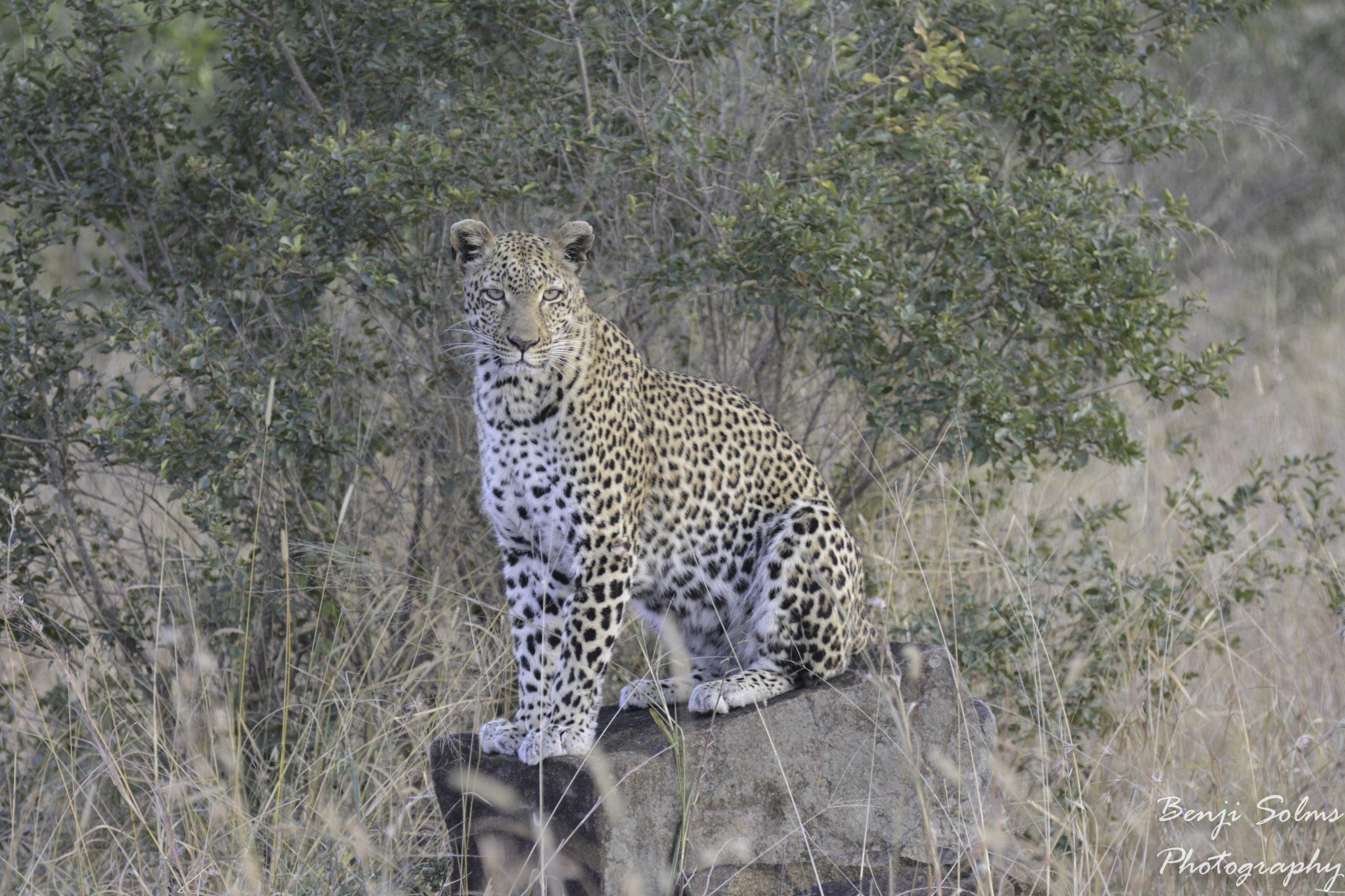 3 day kruger sabi sands safari 13 1