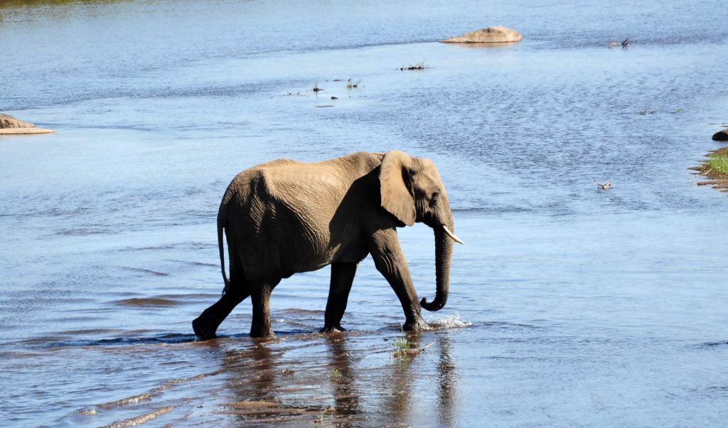 tydon safari wildlife sabi sands 48