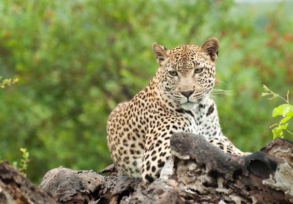 tydon safari wildlife sabi sands 61