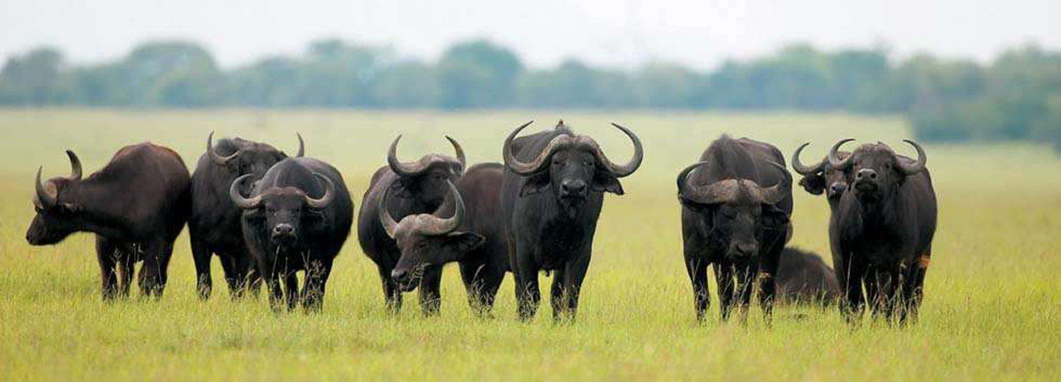 11 day kruger park victoria falls and botswana tour 6