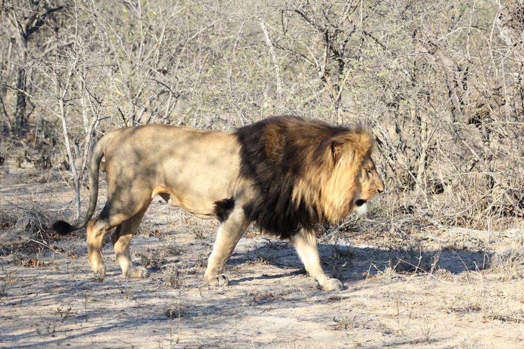 karongwe wildlife lion