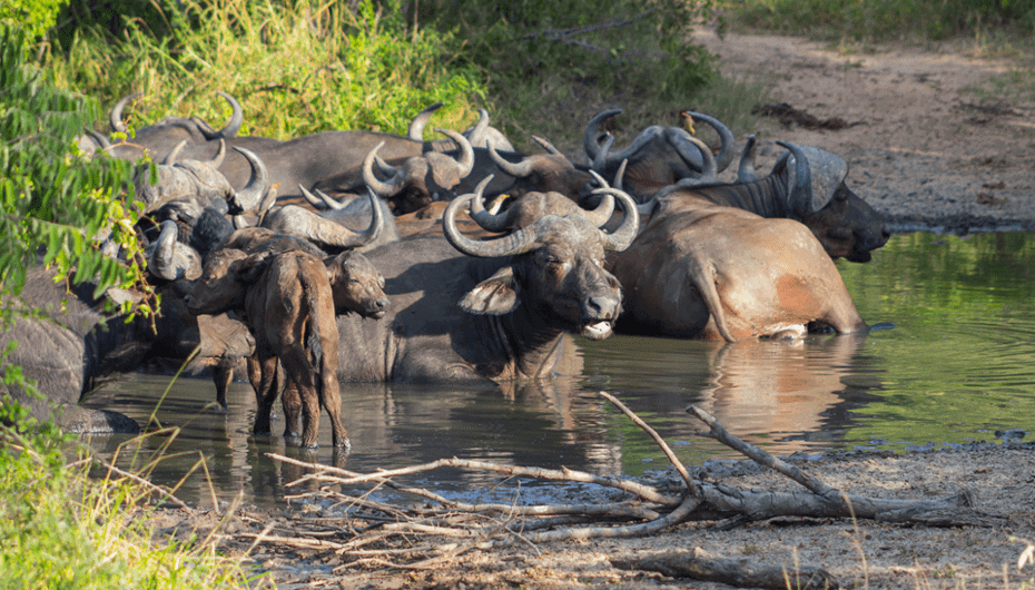 thornybush game reserve wildlife 60197.jpg