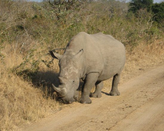 thornybush game reserve wildlife 651197