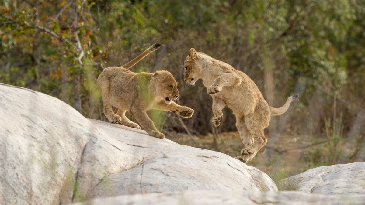 thornybush game reserve wildlife