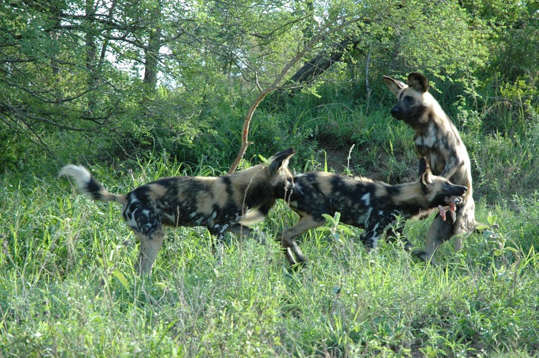 timbavati wildlife 2