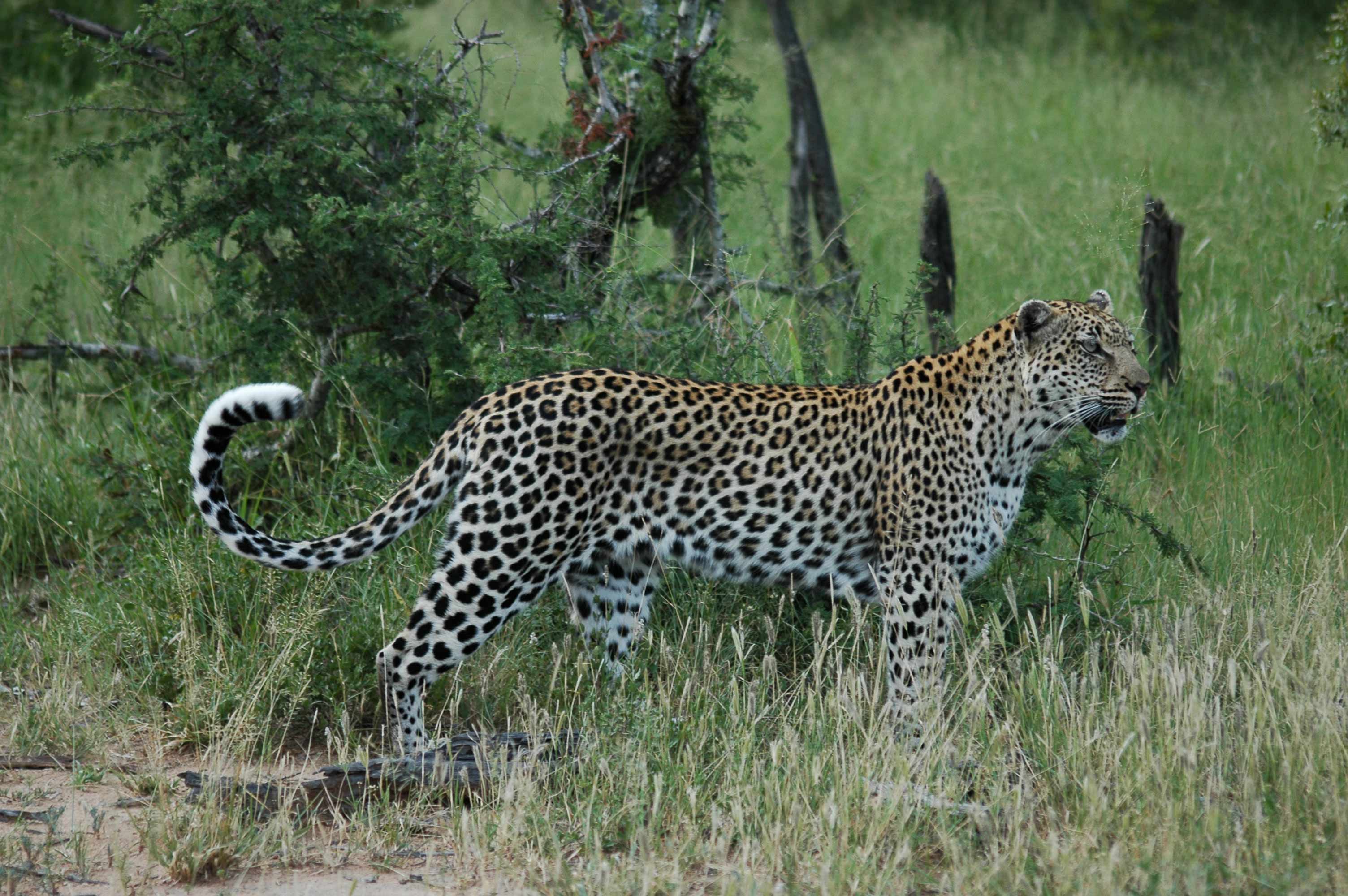timbavati wildlife 20