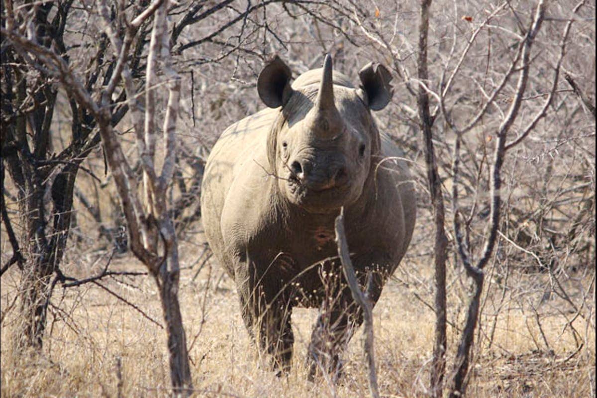 klaserie wildlife 12