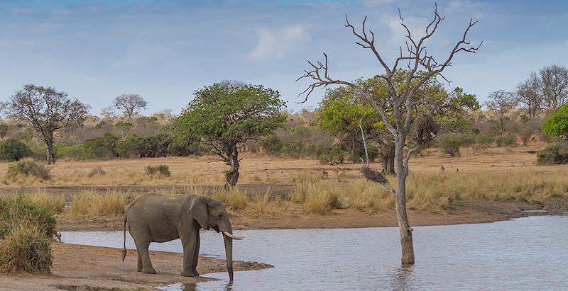 klaserie wildlife