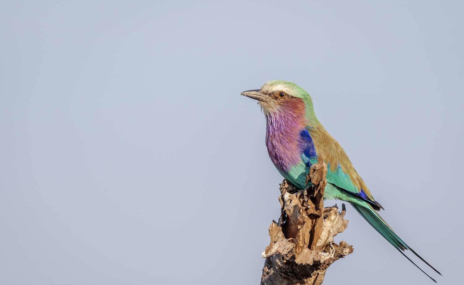 birdlife - timbavati wildlife reserve - shindzela safari camp