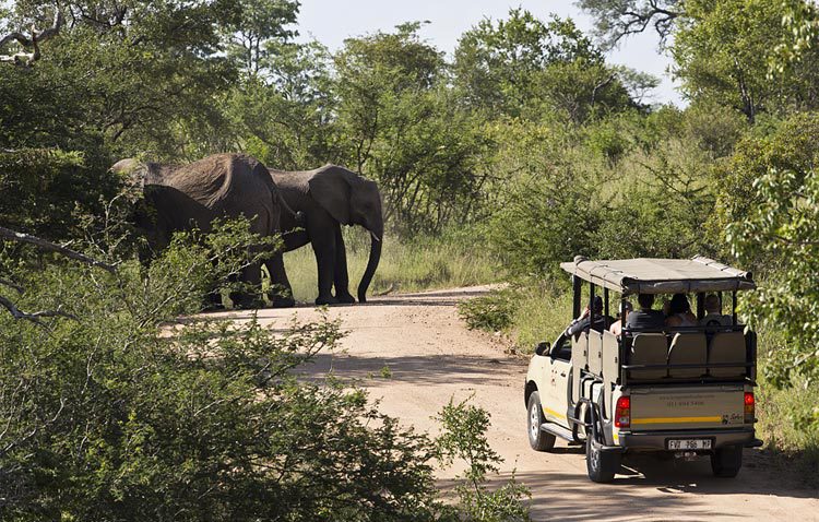 kruger classic safari images 2