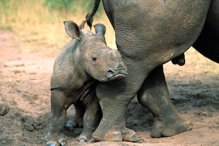 kruger classic safari images 4