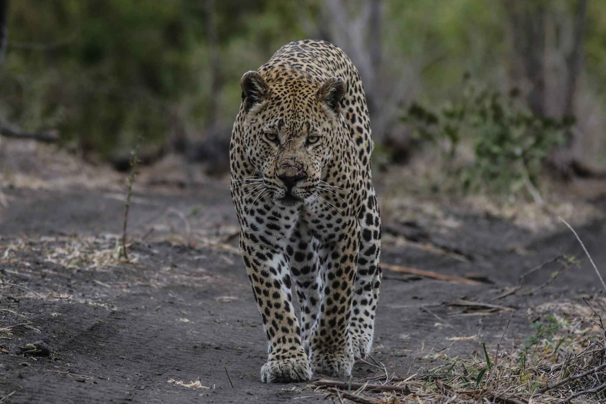 umkumbe safari lodge new 18