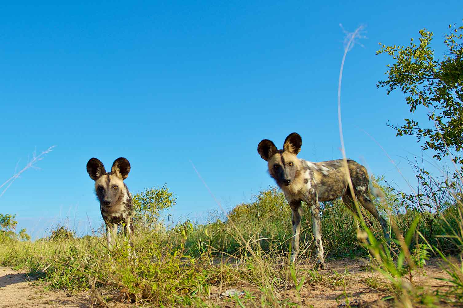 umkumbe safari lodge new 20