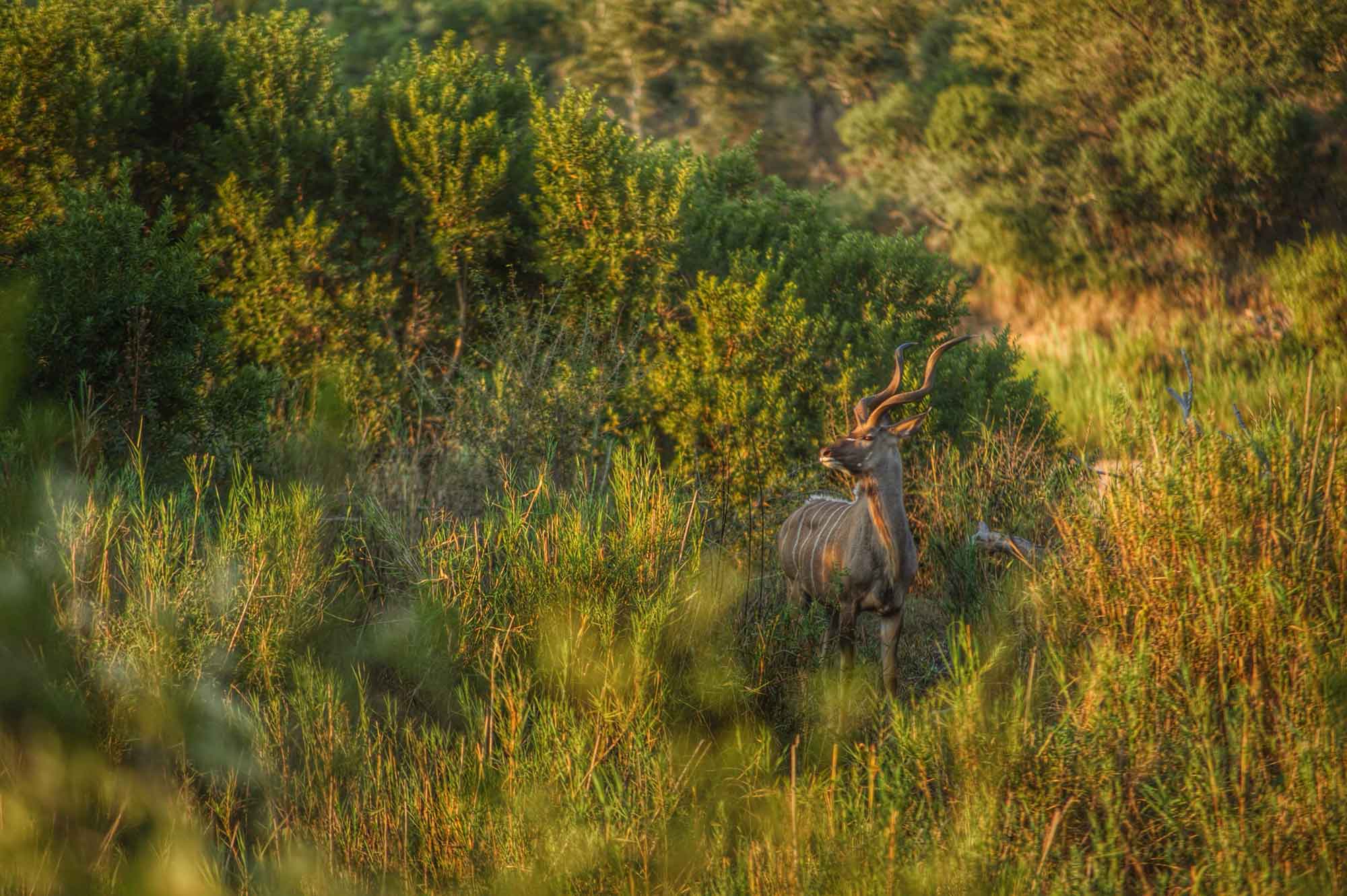 umkumbe safari lodge new 21