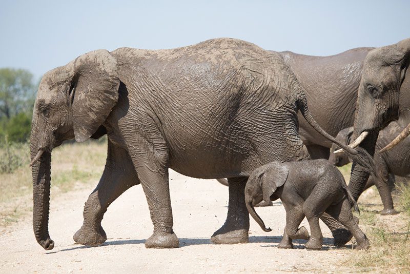 buffelshoek ndzhaka manyeleti game drive 6