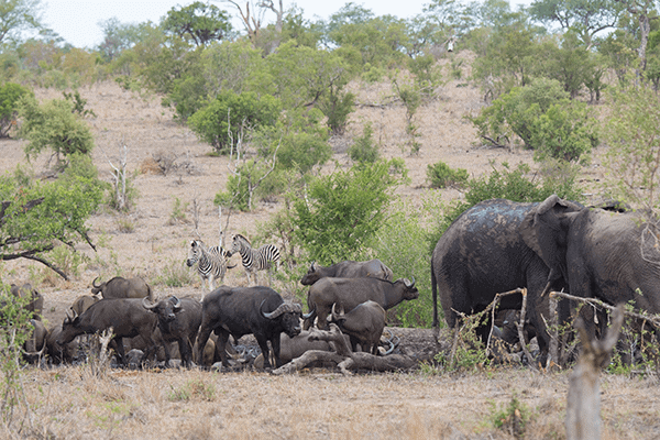 manyeleti wildlife ndzhaka beffelshoek
