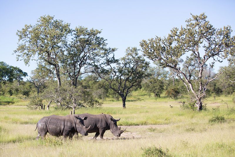 ndzhaka buffelshoek manyeleti game drive 2