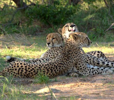 chisomo karongwe images kruger 25