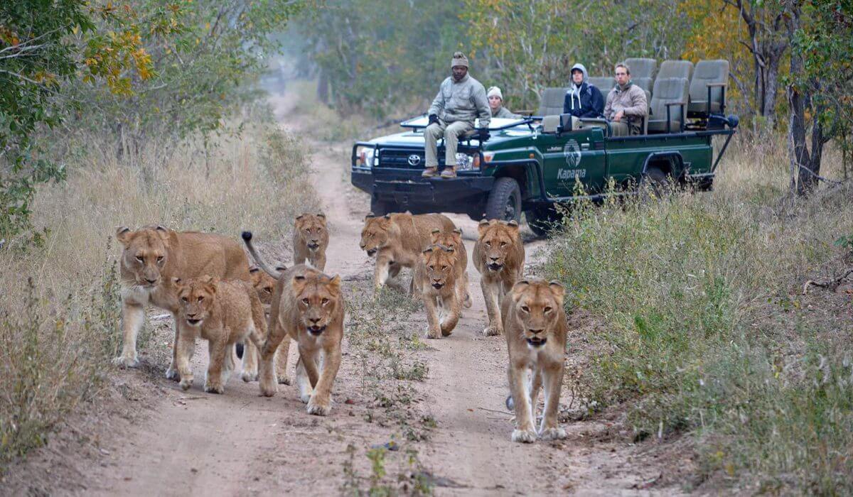 kapama wildlife images