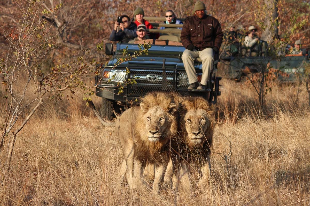 googyear safari sabi sabi little bush silvan one and only cape town winelands blue train 10