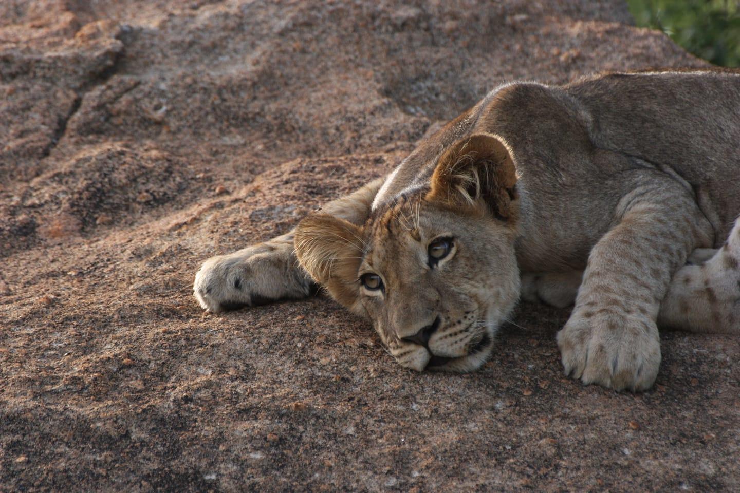chisomo karongwe safari camp images 3