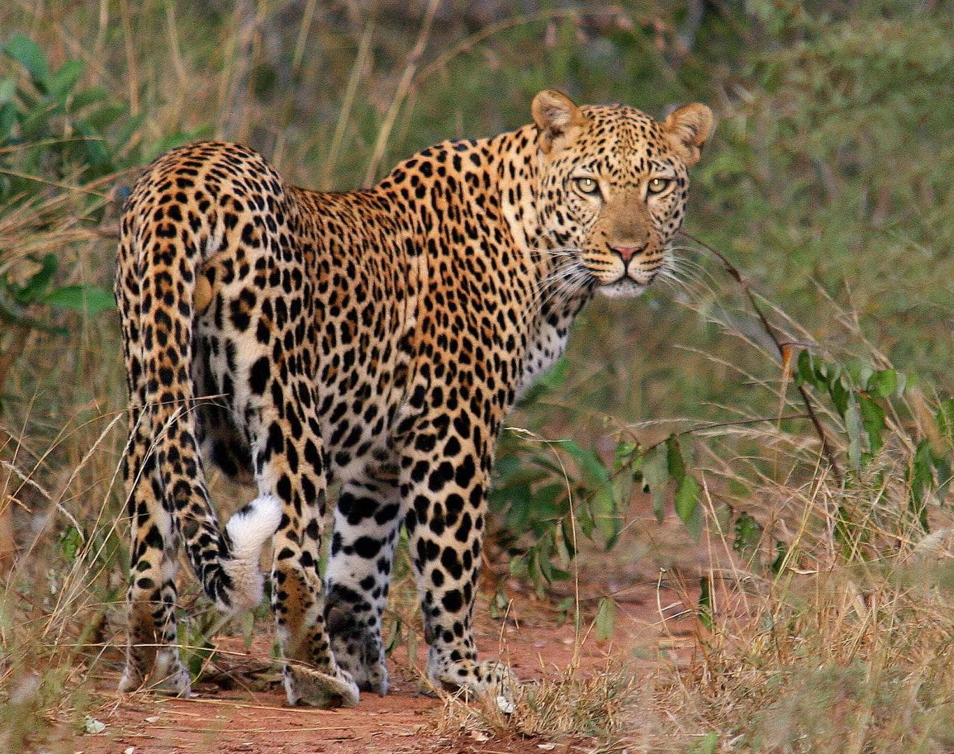 chisomo karongwe safari camp images 64