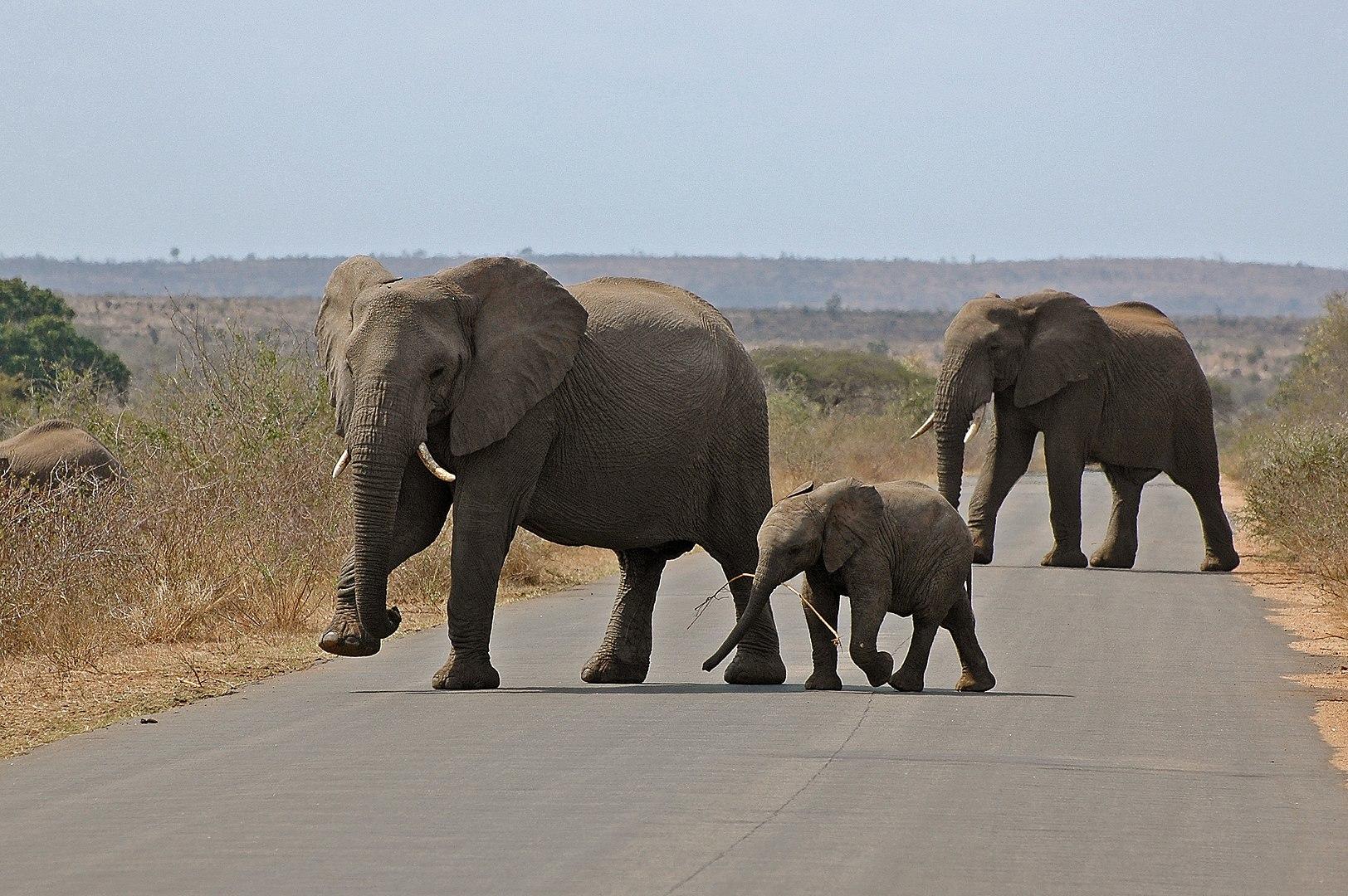 kruger shalati train on the bridge images 3