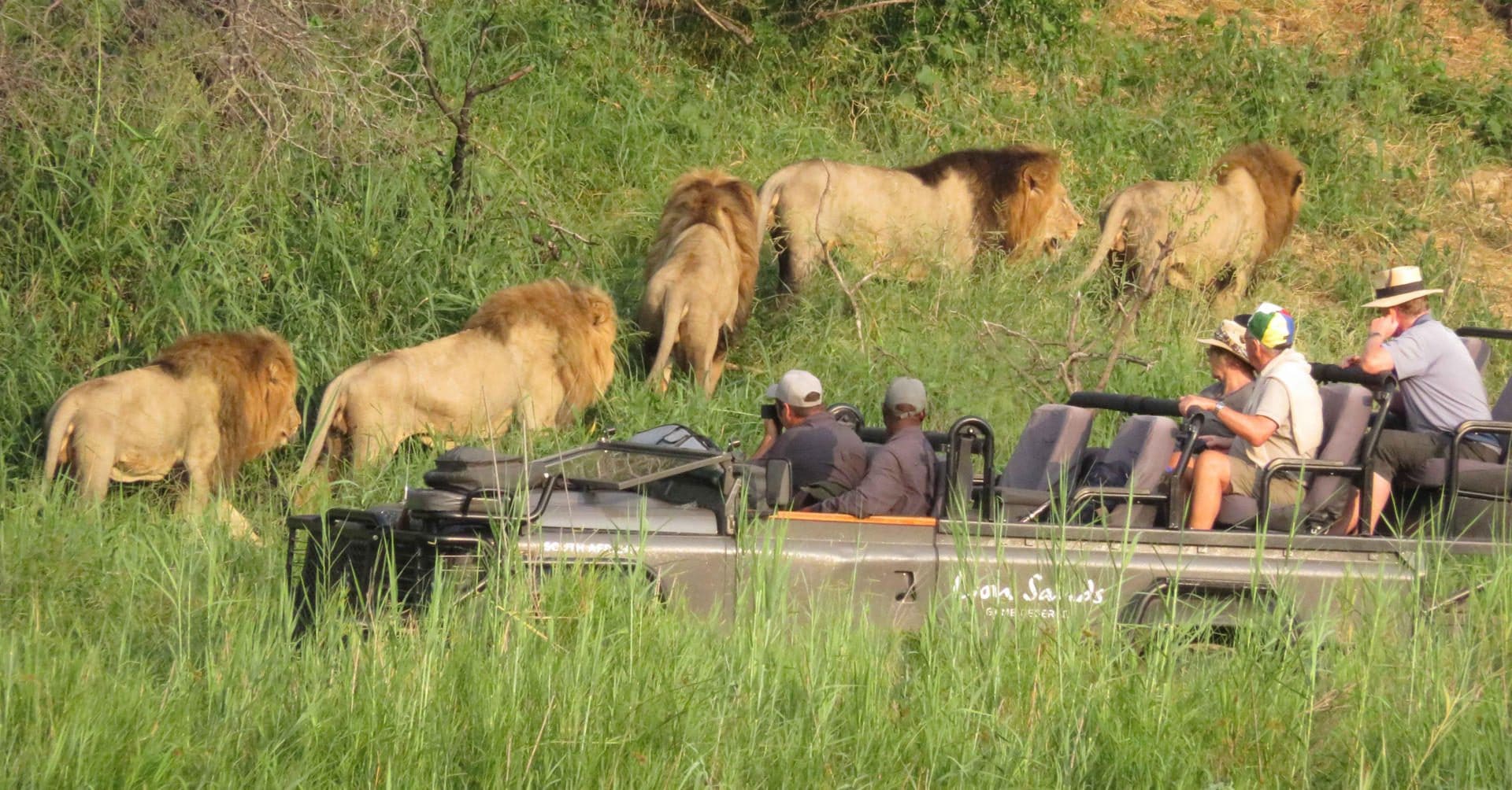lion sands narina lodge kruger national park 39