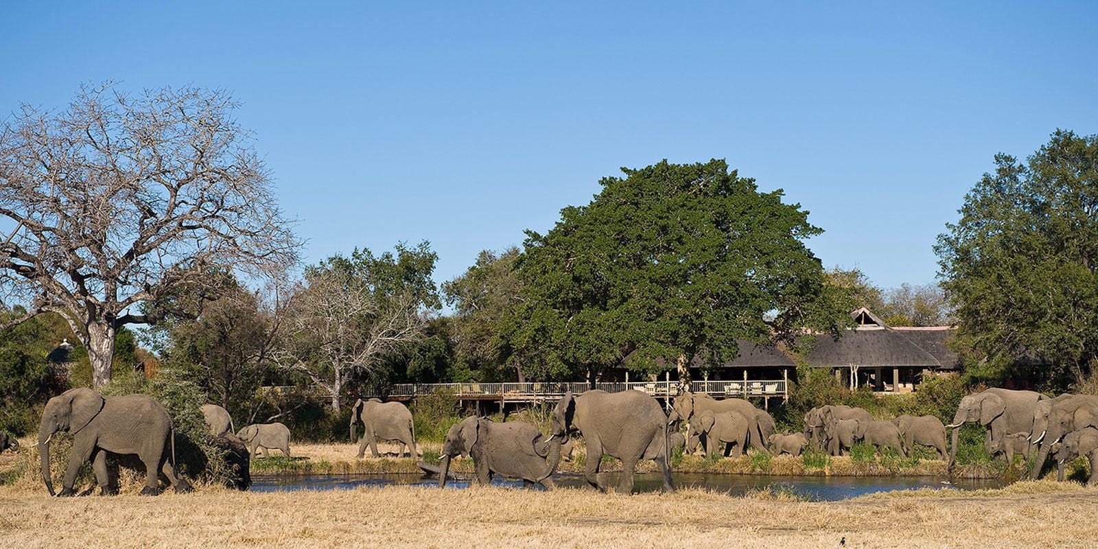 sabi sabi bush lodge sabi sands bookings 29