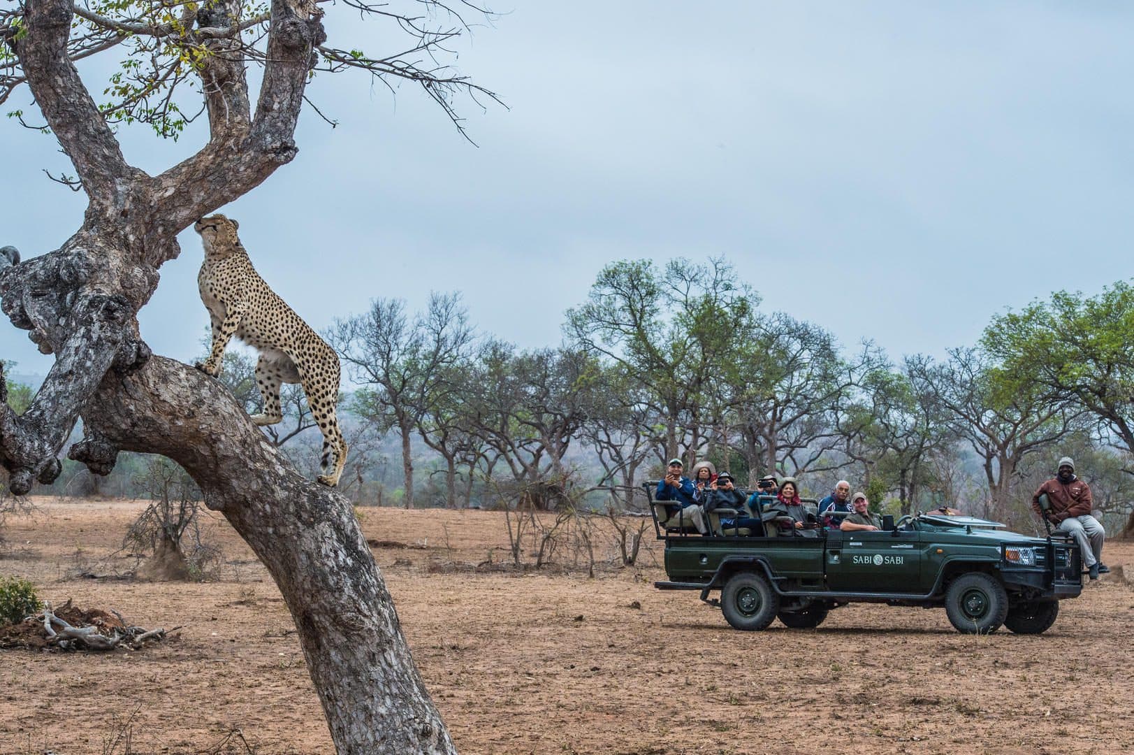 sabi sabi bush lodge sabi sands bookings 53
