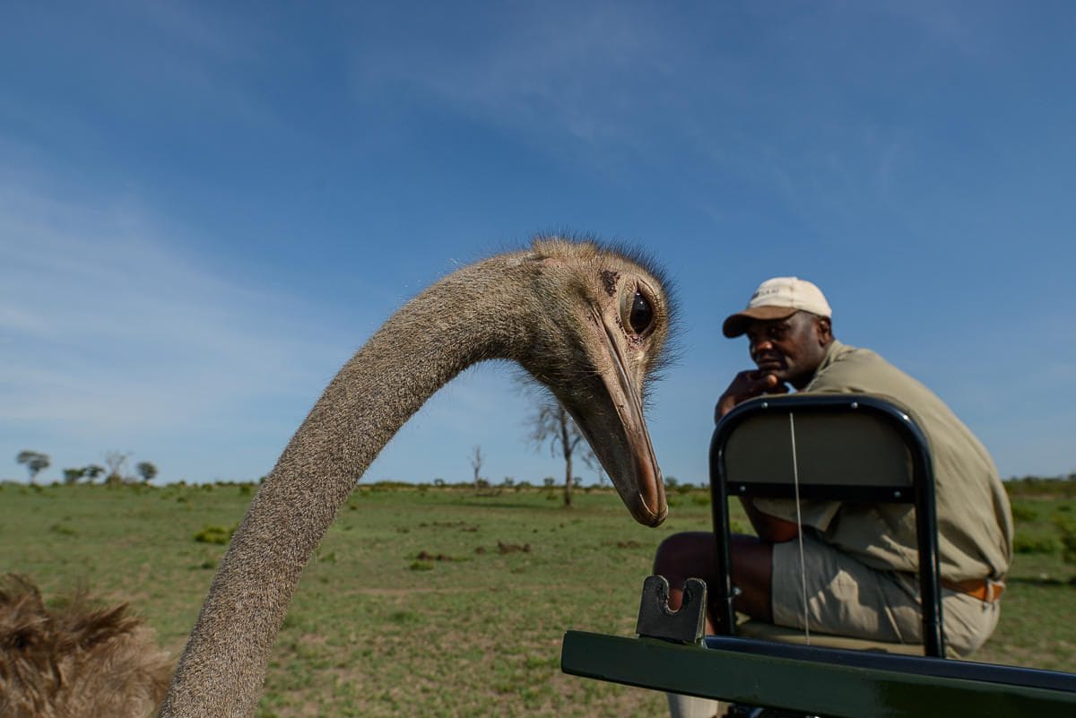 sabi sabi bush lodge sabi sands bookings 56